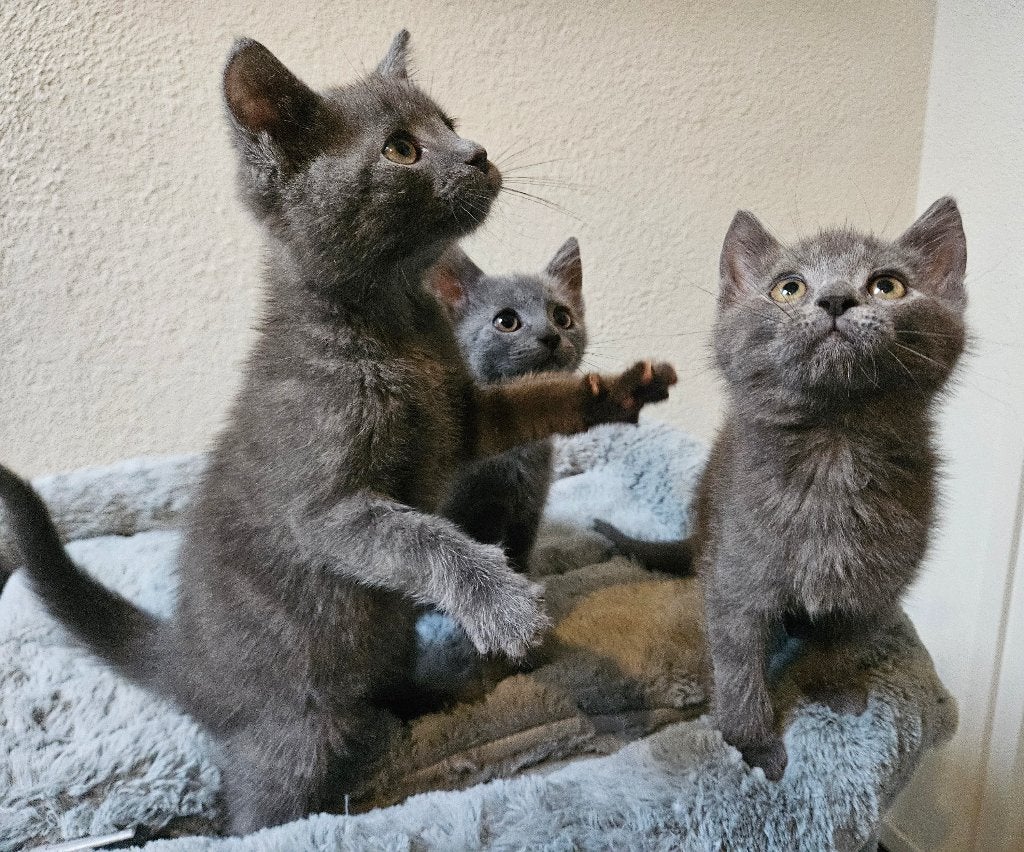 Prachtig nestje Blauwe Rus/Britse korthaar kittens, Dieren en Toebehoren, Meerdere dieren, Kortharig, 0 tot 2 jaar