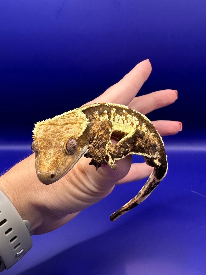 Wimpergekko tricolor met helder wit pv, Dieren en Toebehoren, Reptielen en Amfibieën, Hagedis, Tam, 0 tot 2 jaar