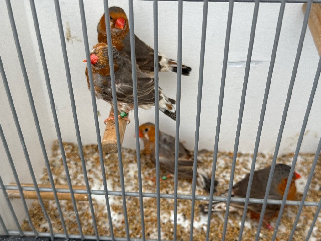 Vogels, Mannelijk, Tropenvogel