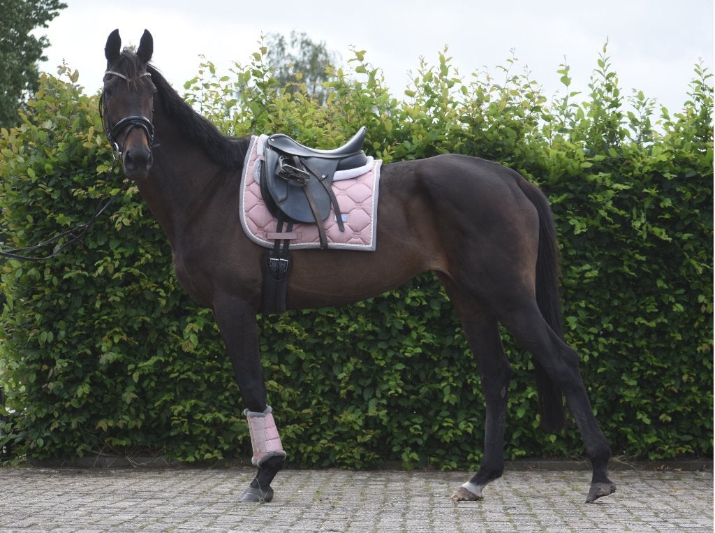 Chique, superbrave gereden merrie, Merrie, Minder dan 160 cm, Met stamboom, L