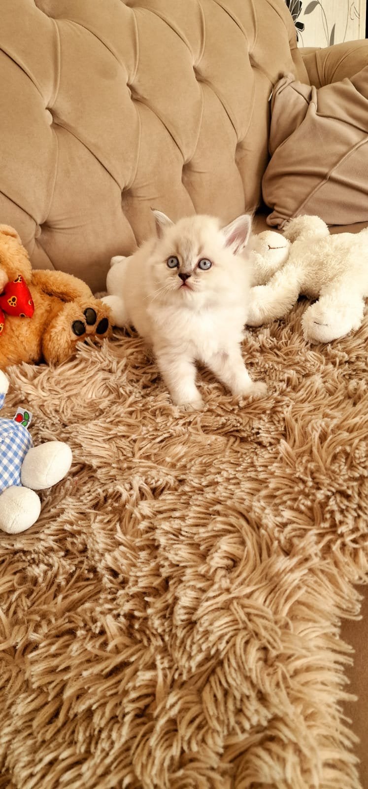 Lang brits haar kittens, Meerdere dieren, 0 tot 2 jaar