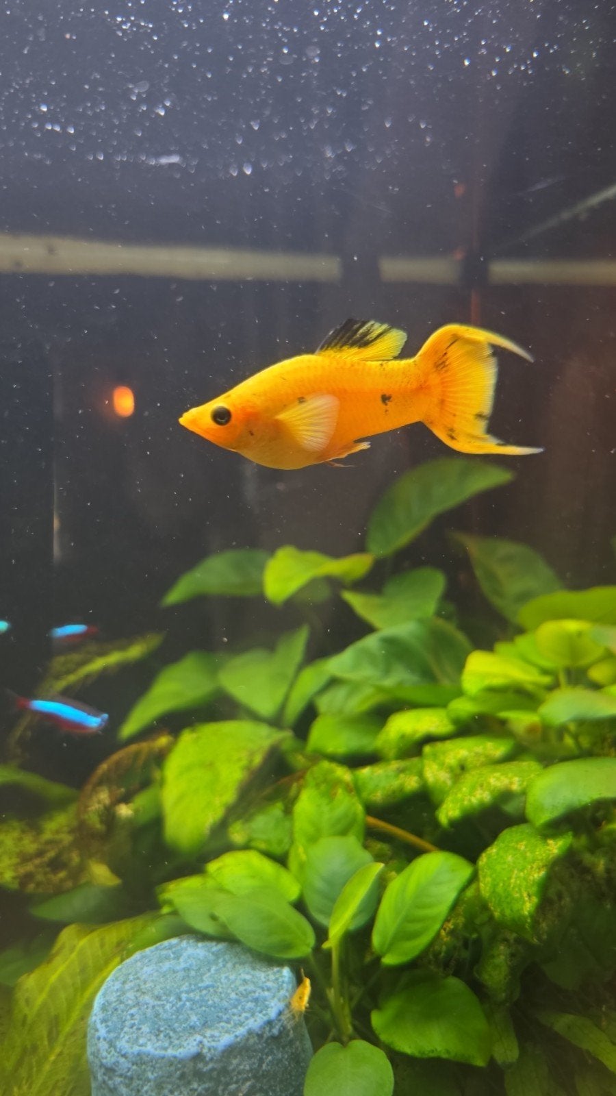 Mannetjes molly gratis, Dieren en Toebehoren, Vissen | Aquariumvissen, Vis