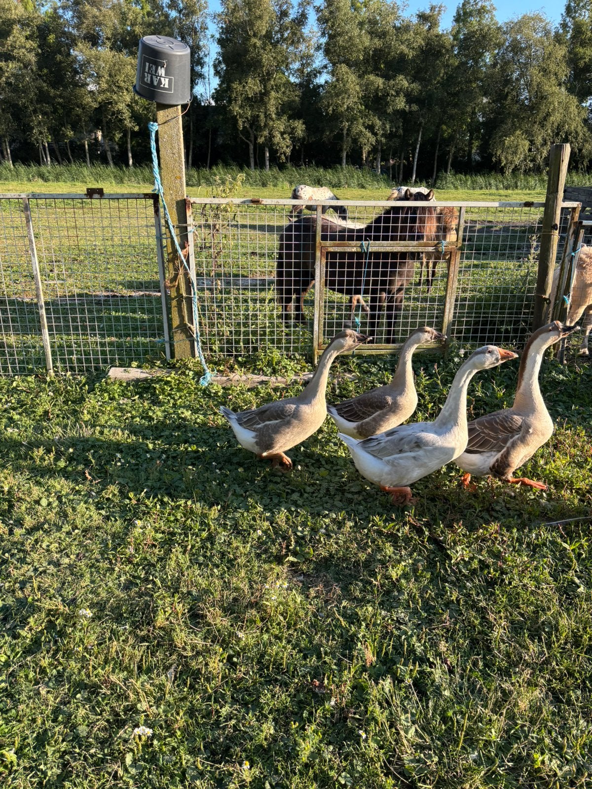 Ganzen, Meerdere dieren, Gans of Zwaan