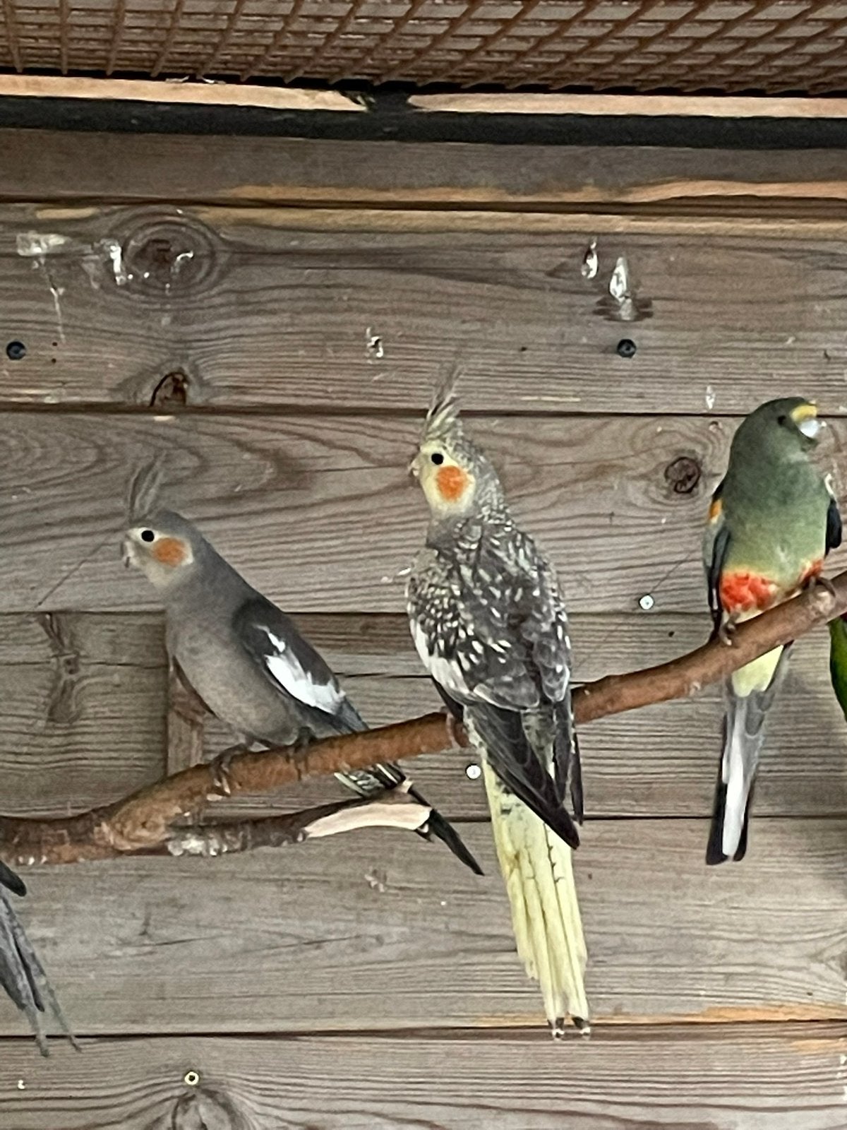 Valkparkieten., Meerdere dieren, Parkiet