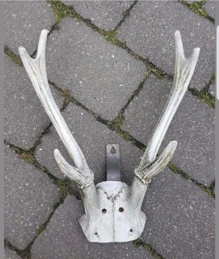 Prachtige Rusa Sambar hert ( Aziatisch ) herten schedel kop, Ophalen of Verzenden, Zo goed als nieuw, Hert, Gewei of Kop