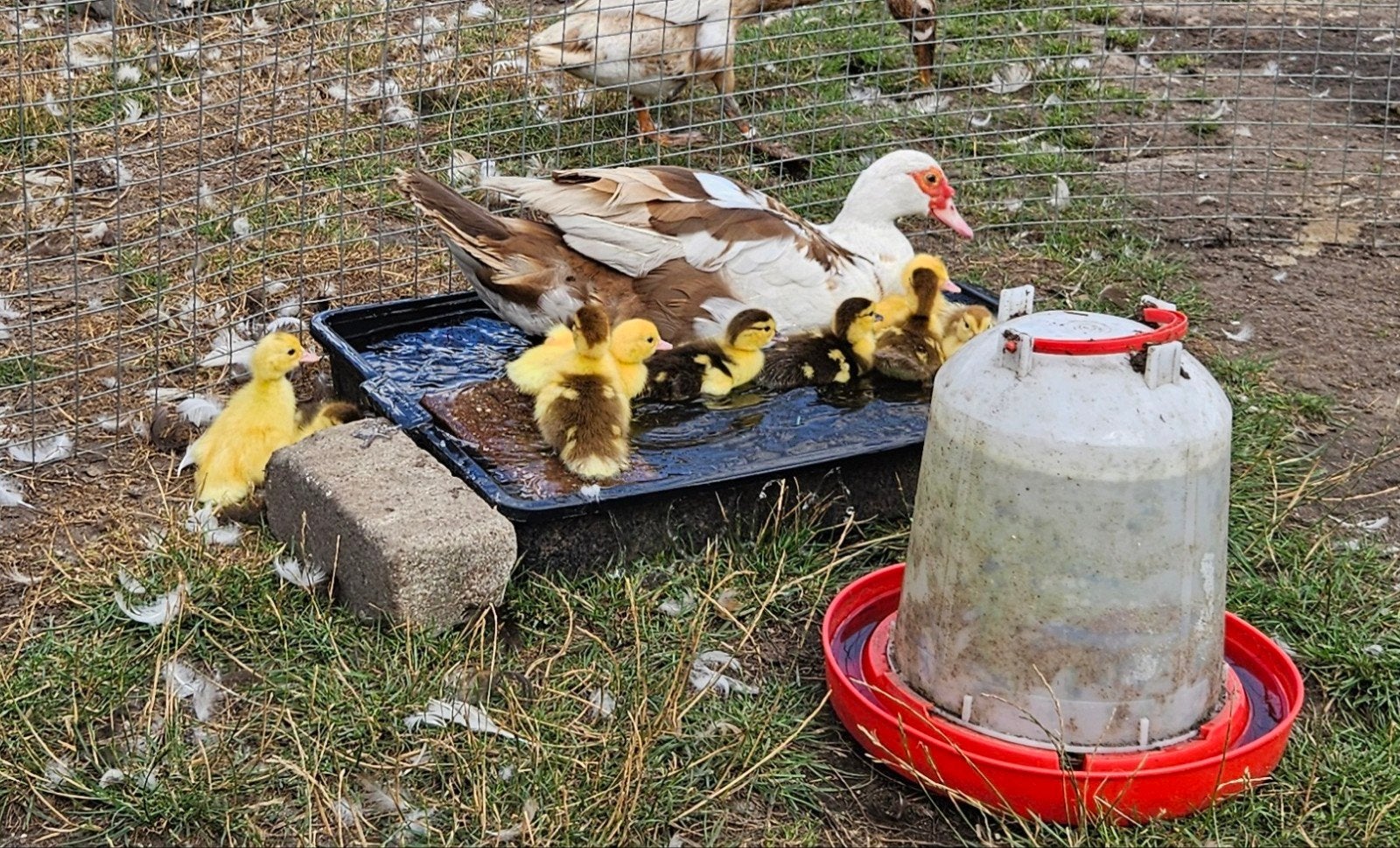Barberieeend  moeder met jongen, Dieren en Toebehoren, Meerdere dieren, Eend