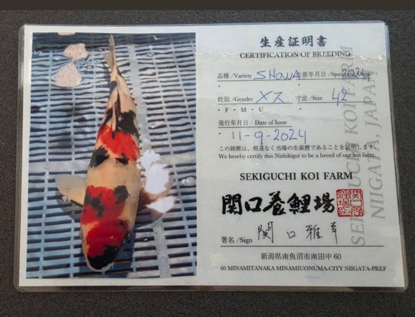 Showa female, Dieren en Toebehoren, Vissen | Vijvervissen, Karper of Koi