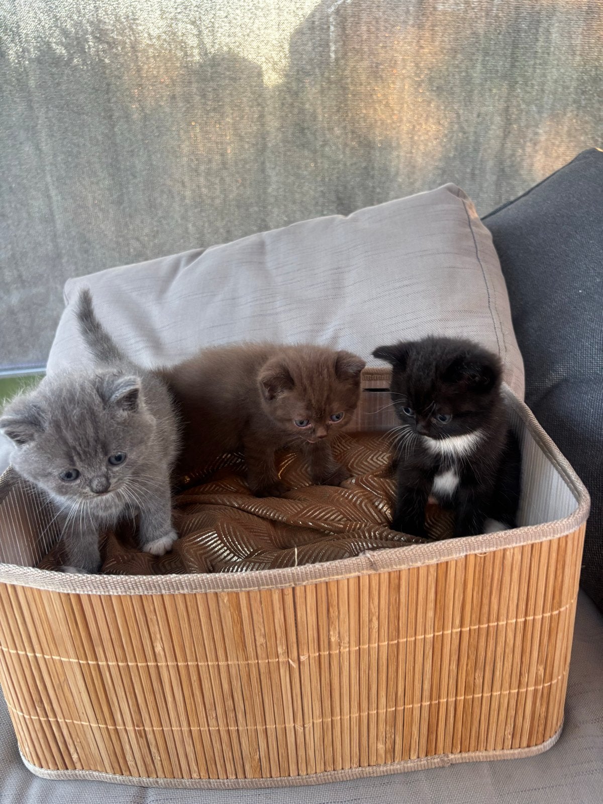 Britse korthaar kittens, Meerdere dieren
