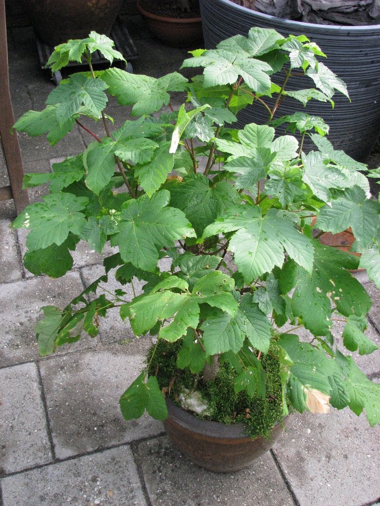 Bonzai Esdoorn, Vaste plant, Bloeit niet, Halfschaduw, Ophalen