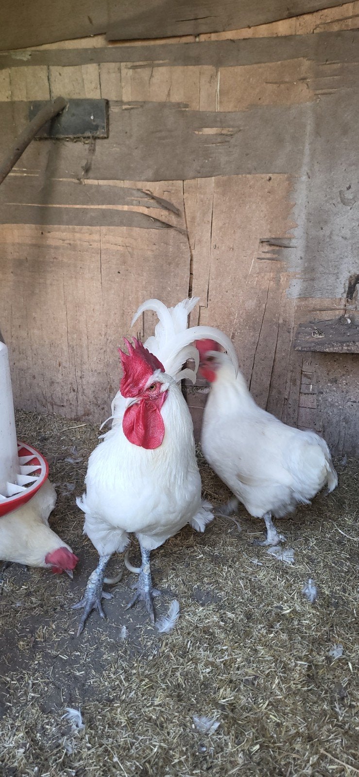 Poule de bresse kippen en een haan, Dieren en Toebehoren, Pluimvee, Meerdere dieren, Kip