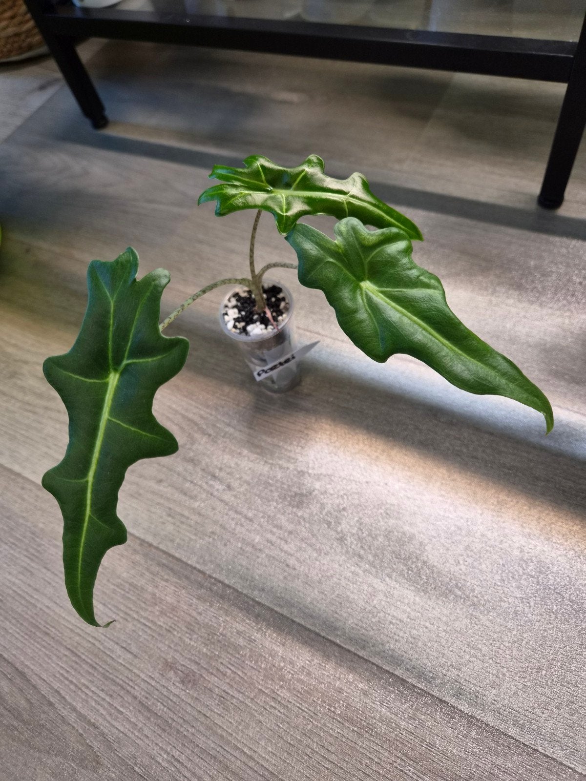 Alocasia Portei, Huis en Inrichting, Verzenden, Halfschaduw, Minder dan 100 cm