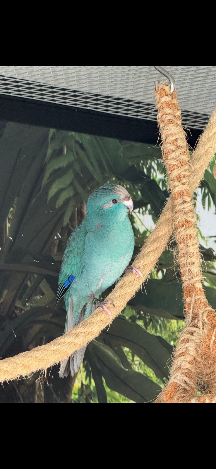 Kakariki, Dieren en Toebehoren, Parkiet, Geringd