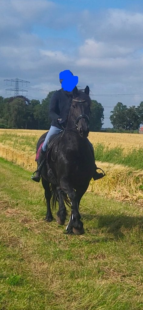Lieve Friese merrie 8 jr., Dieren en Toebehoren, Merrie, Met stamboom, L, 7 tot 10 jaar