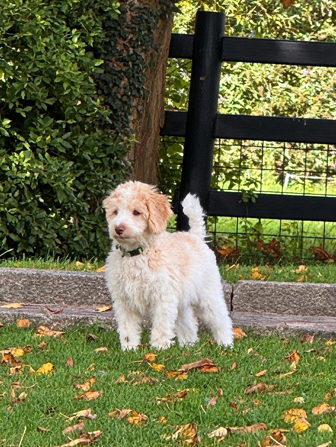 Golden Labra Double Doodle F4, 8 tot 15 weken, Teef, CDV (hondenziekte), Eén hond