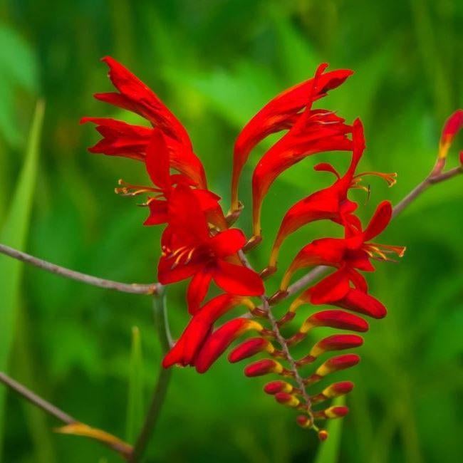 Crocosmia 'Lucifer' zaden zaad zaadjes. Montbretia 1,75 euro, Tuin en Terras, Bloembollen en Zaden, Ophalen of Verzenden, Halfschaduw