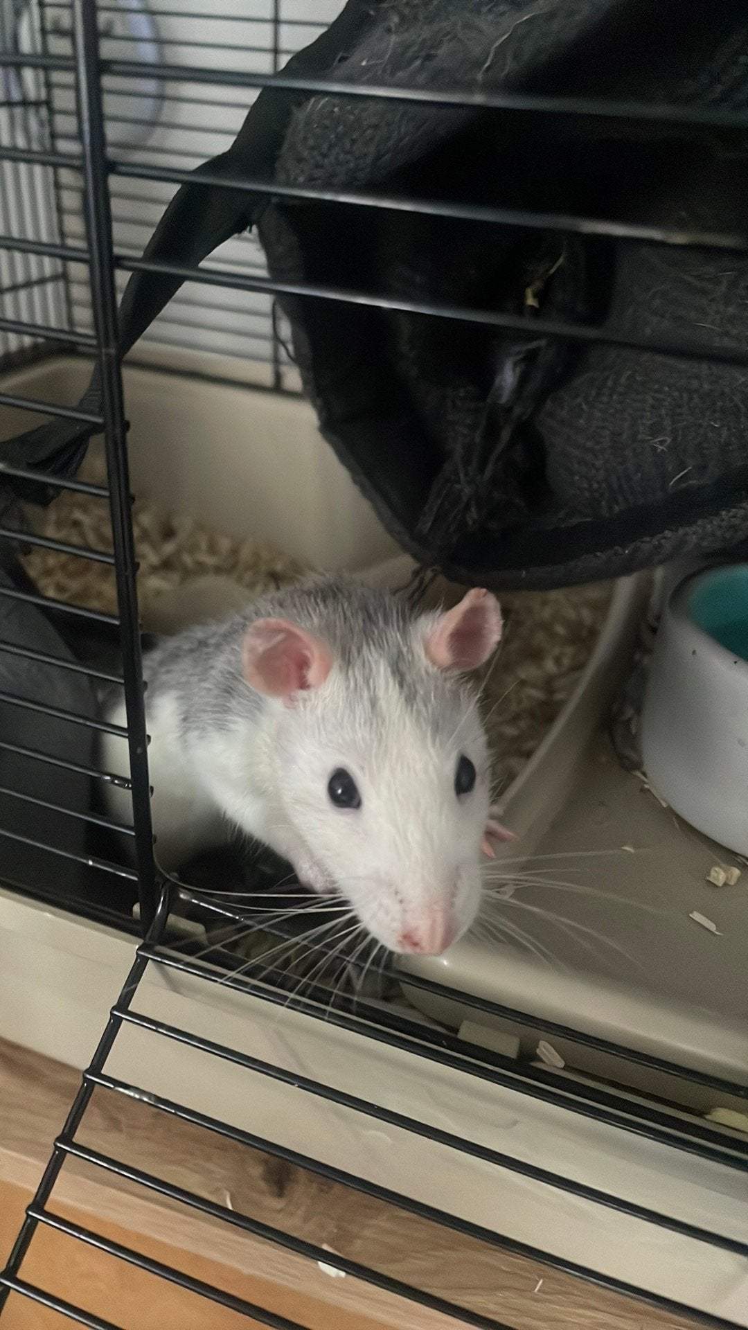 2 gezonde vrouw ratten 13 week oud, Ophalen