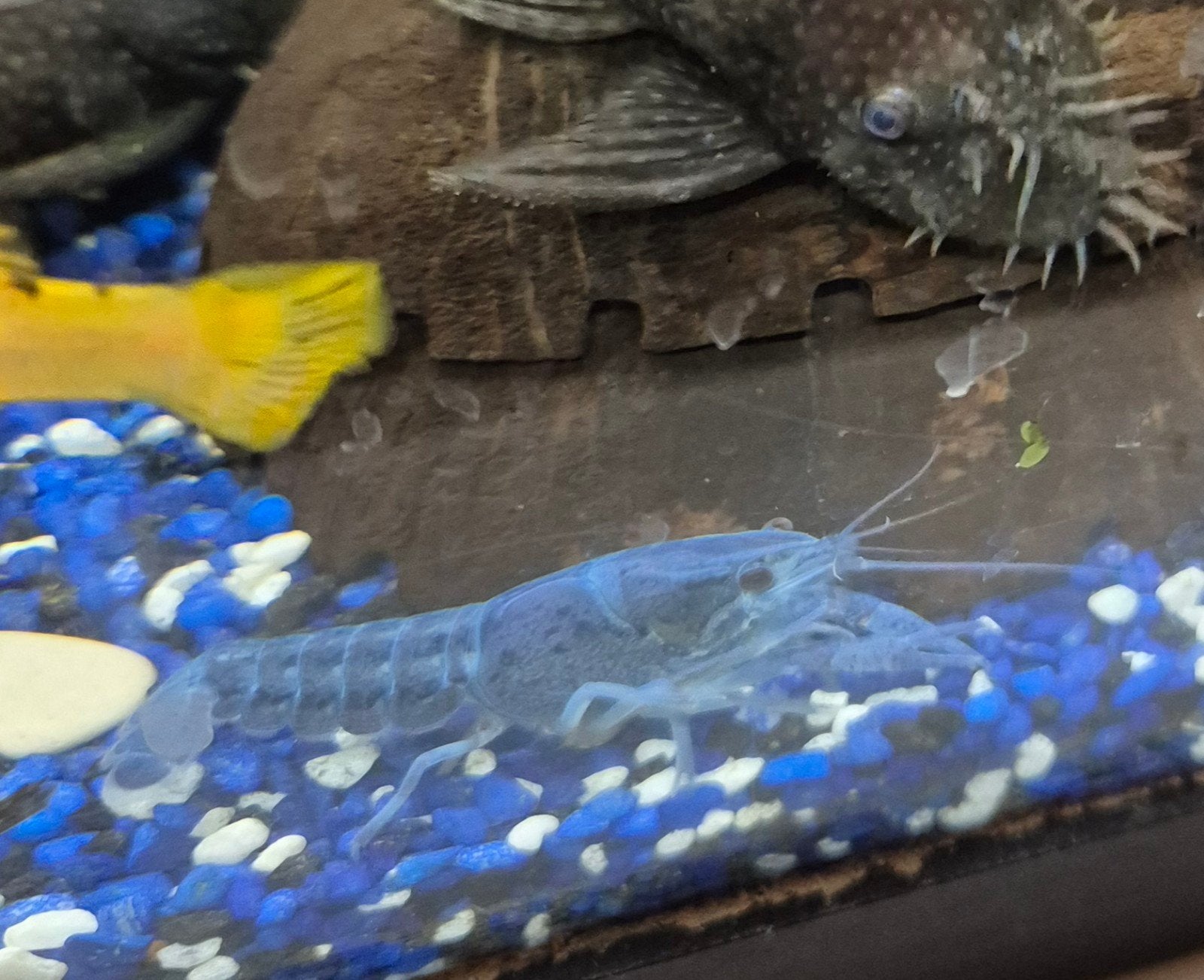 te koop blauwe florida kreeftjes, Dieren en Toebehoren, Kreeft, Krab of Garnaal