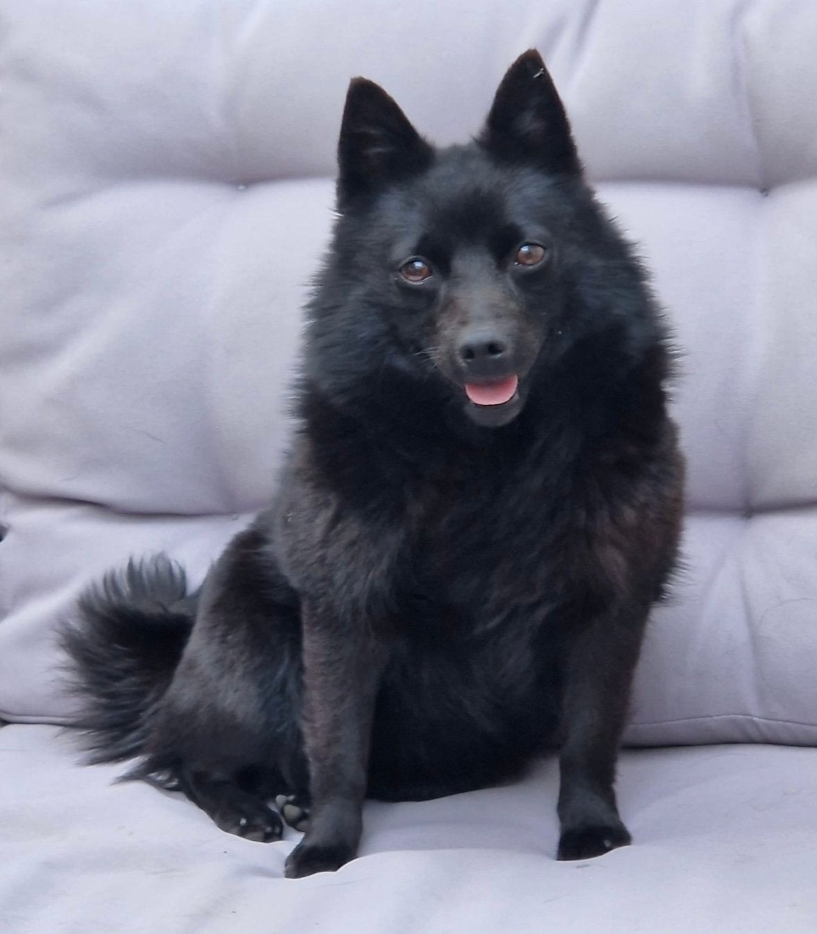Schipperke, Teef, Parvo, Eén hond, 3 tot 5 jaar