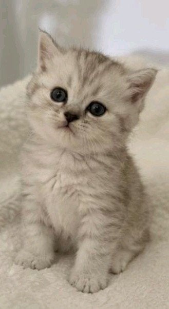 Britse korthaar kitten, Dieren en Toebehoren, Katten en Kittens | Raskatten | Korthaar, Meerdere dieren, Ontwormd
