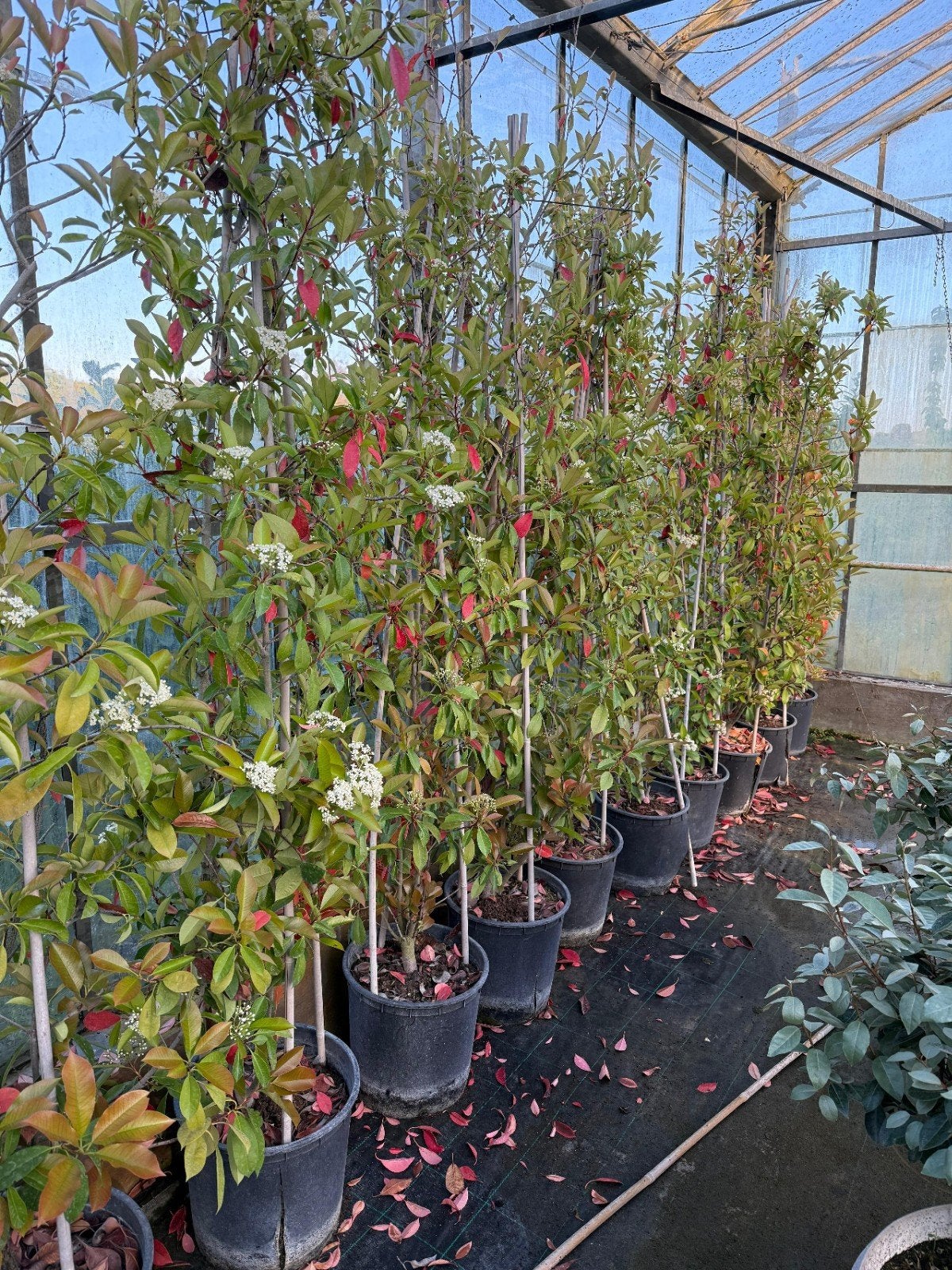 Tekoop: Photinia Red Robin pyramide., Tuin en Terras, Planten | Bomen, Ophalen, Bloeit niet, Halfschaduw, Overige soorten