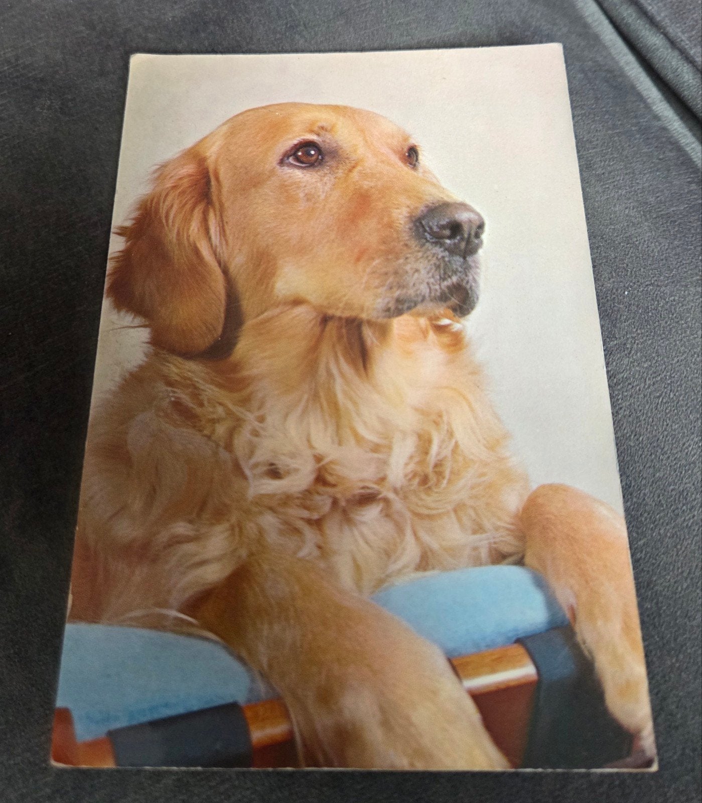 Piepkaart met Golden Retriever - ansichtkaart met piep, Verzenden, 1960 tot 1980, Gelopen, Hond of Kat