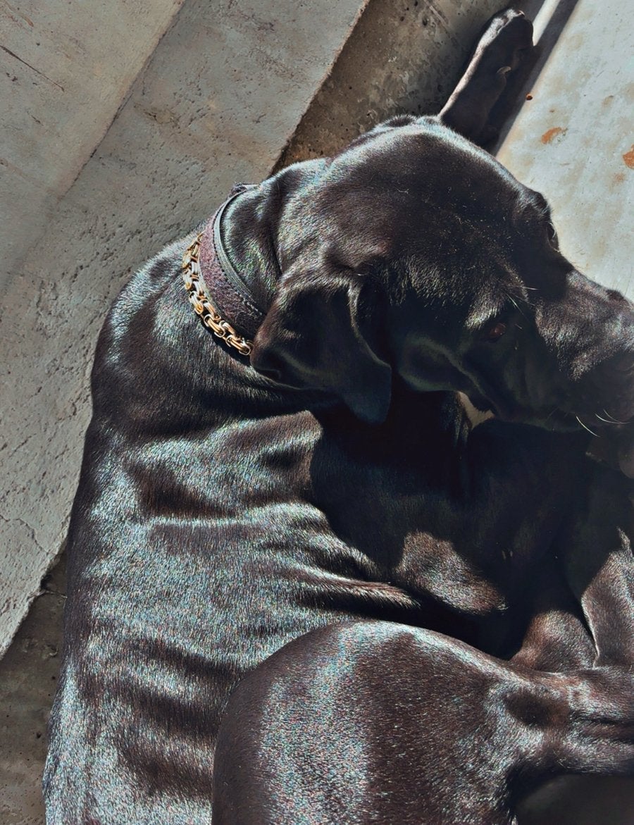 Cane corso, Dieren en Toebehoren, Honden | Dekreuen, Teef, Particulier, Eén hond, Nederland, 1 tot 2 jaar, CDV (hondenziekte)