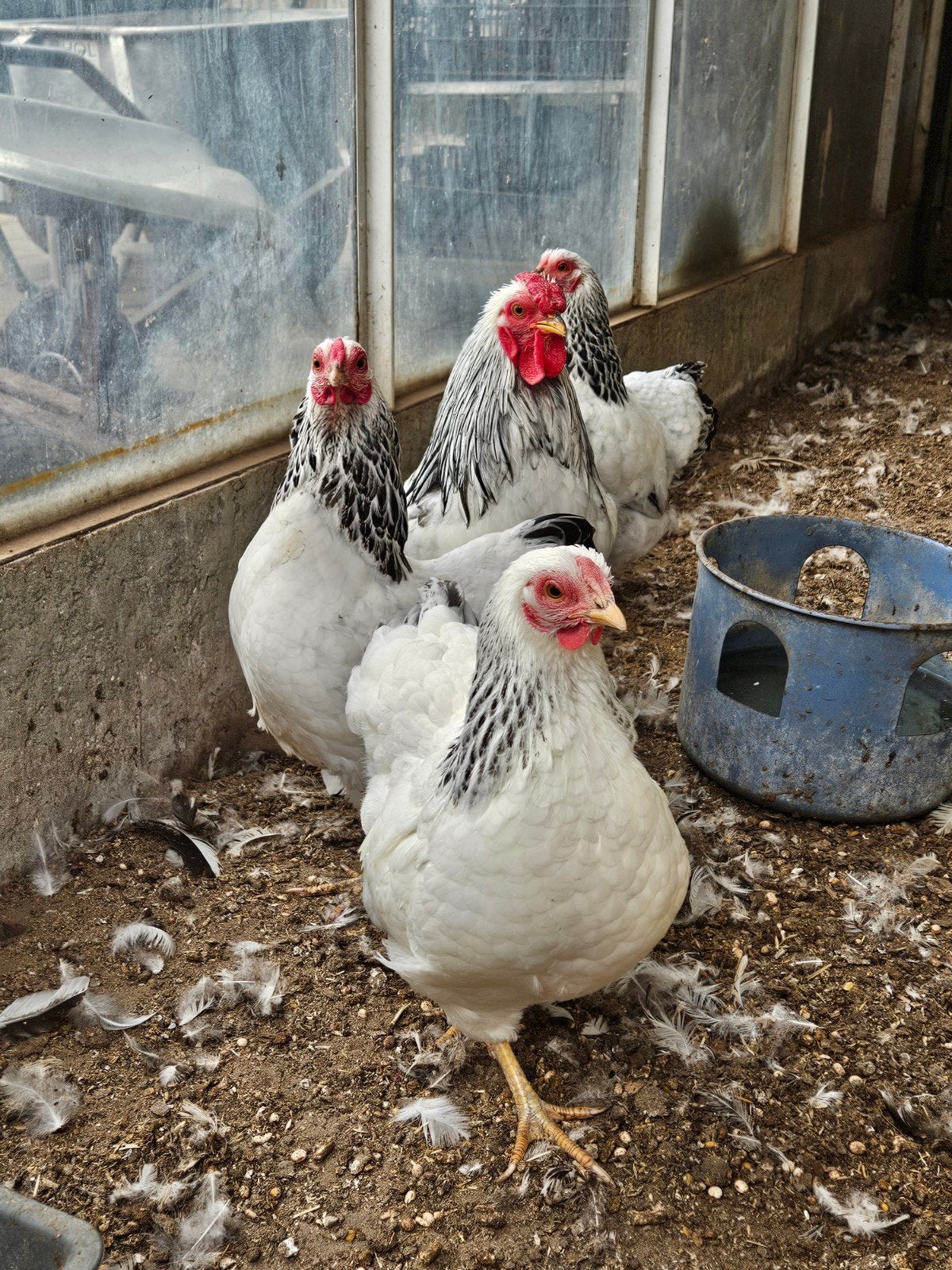 wyandotte columbia broed eieren te koop!, Dieren en Toebehoren, Pluimvee, Geslacht onbekend, Kip