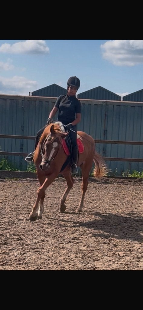 Verzorger/bijrijder aangeboden, Dieren en Toebehoren, Paarden en Pony's | Verzorgingsproducten, Overige merken, Ophalen, Nieuw