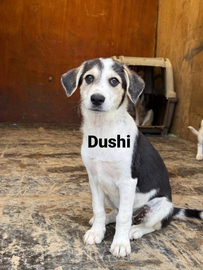 Dushi teefje pup, Particulier, 15 weken tot 1 jaar, Buitenland, Teef