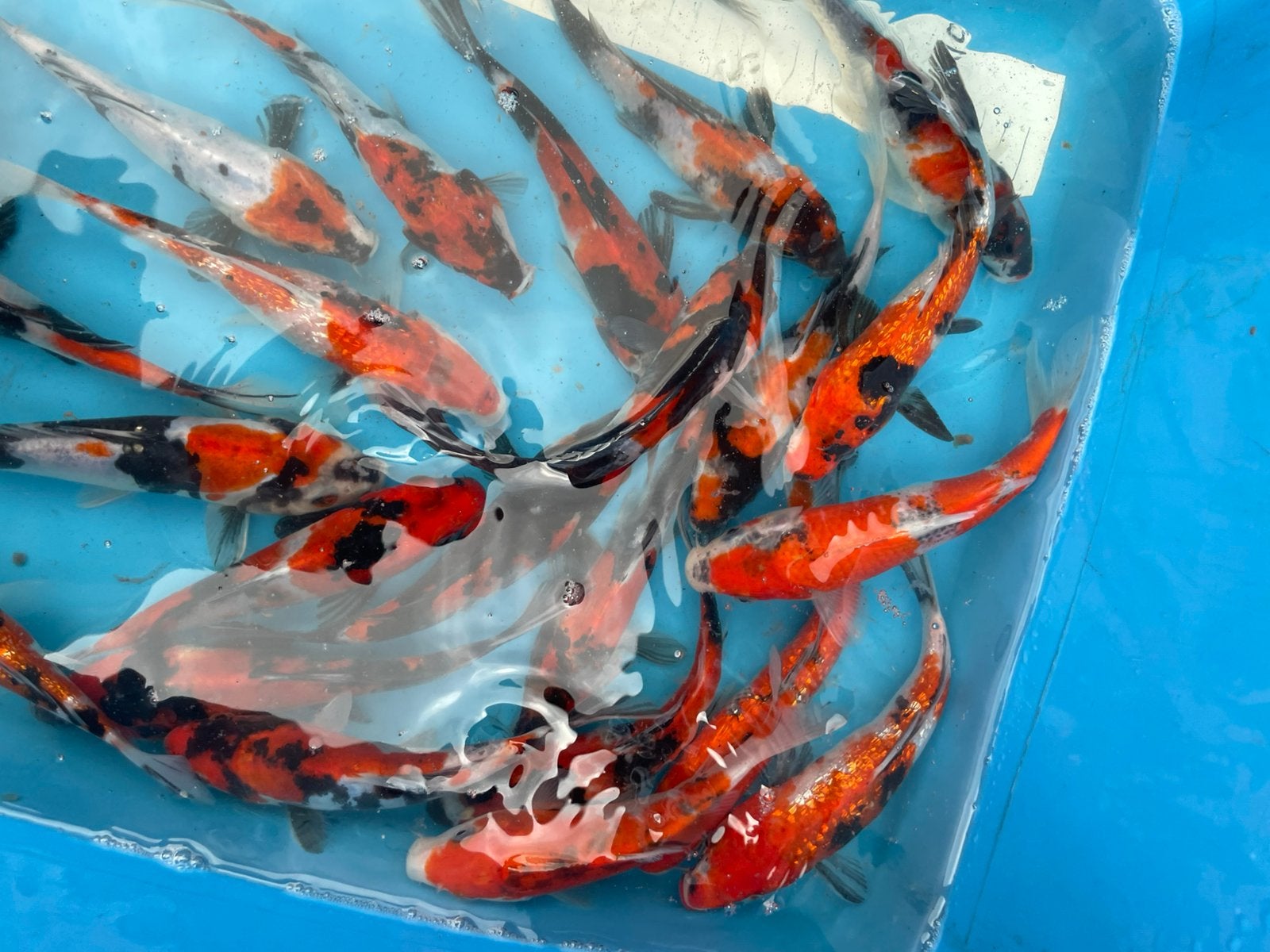 Zeer mooie japanse koi van +-15 cm, Karper of Koi