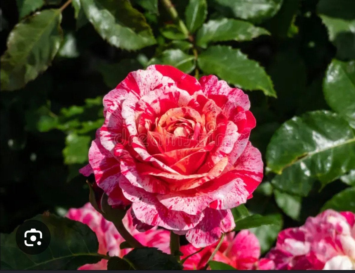 Rozen, Tuin en Terras, Planten | Tuinplanten, Ophalen, Overige soorten, Volle zon