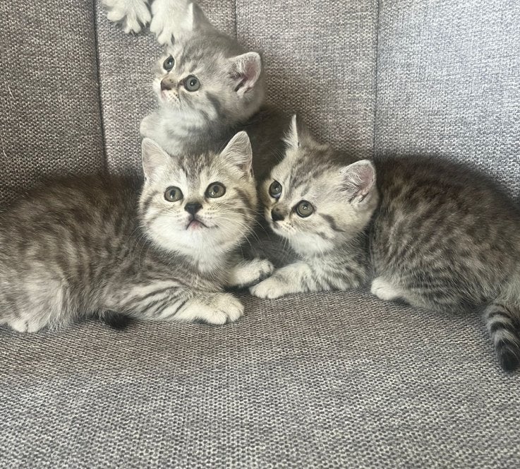 Britse Korthaar kittens (katers), Kater, Ontwormd, 0 tot 2 jaar