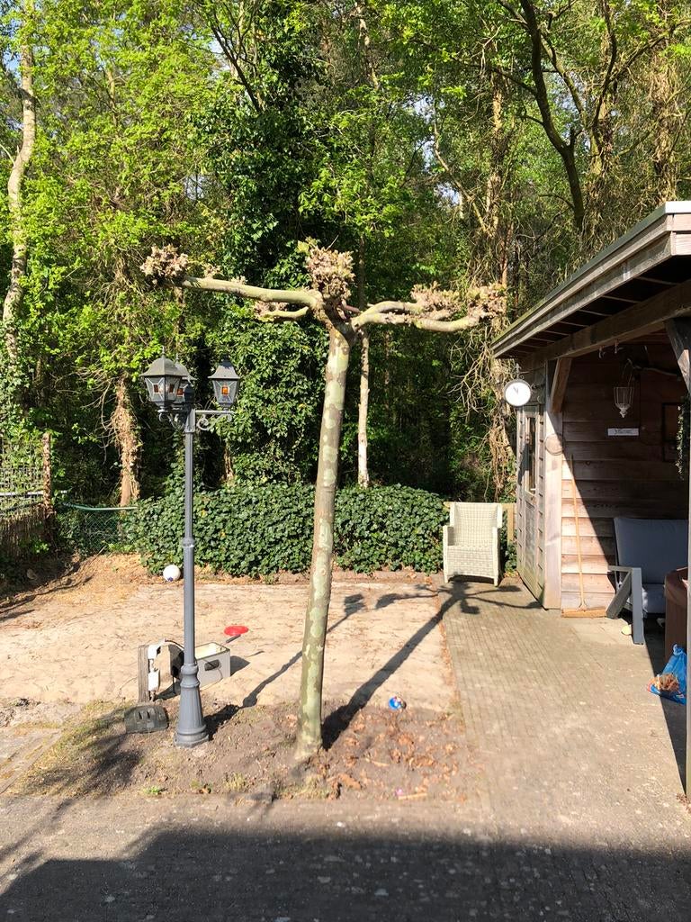 Plataan boom gratis, Ophalen, Gebruikt