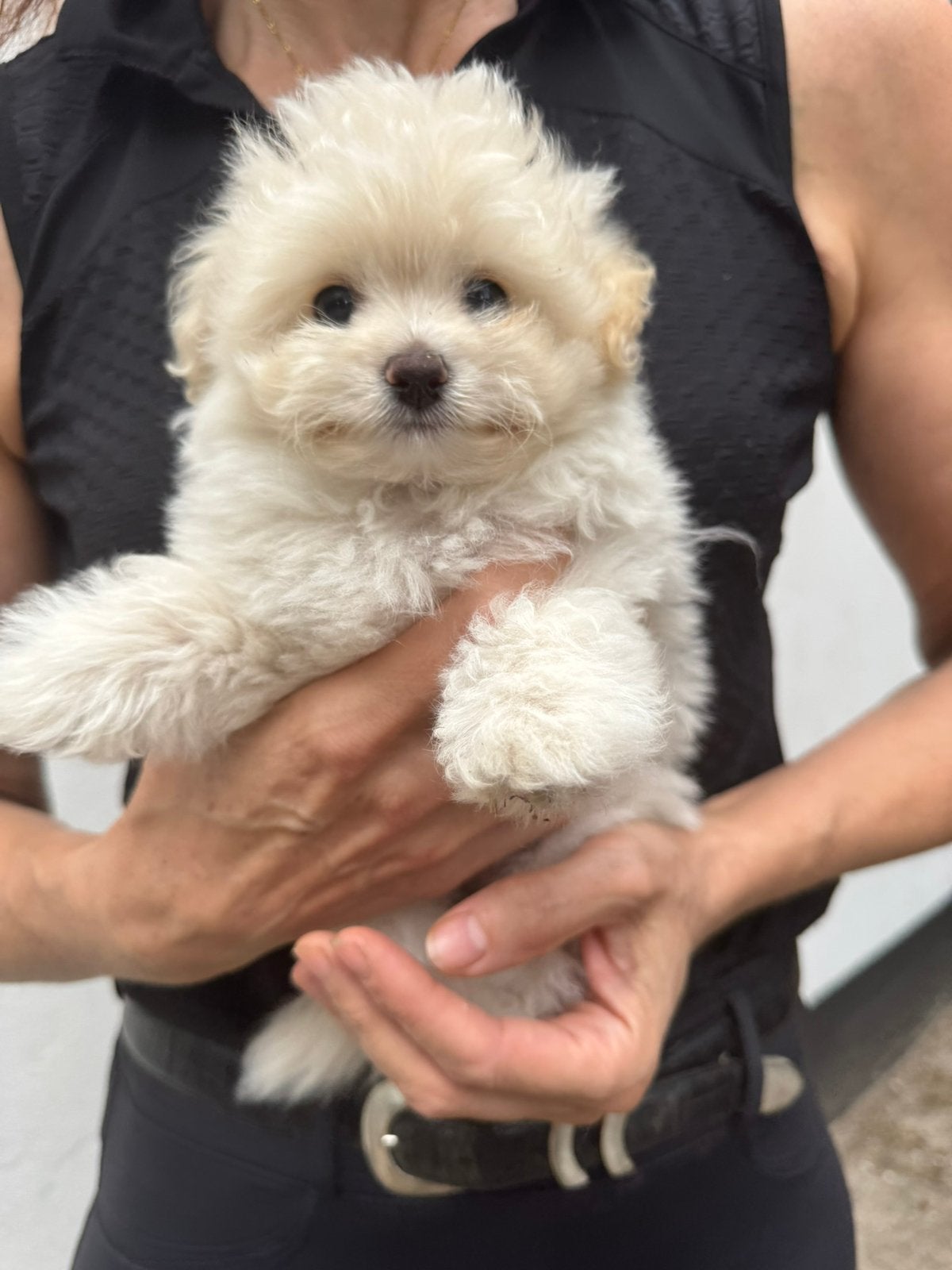 Toy poedel x Pommeranian pups mogen nu nest verlaten!, Poedel, 8 tot 15 weken, Parvo, Meerdere