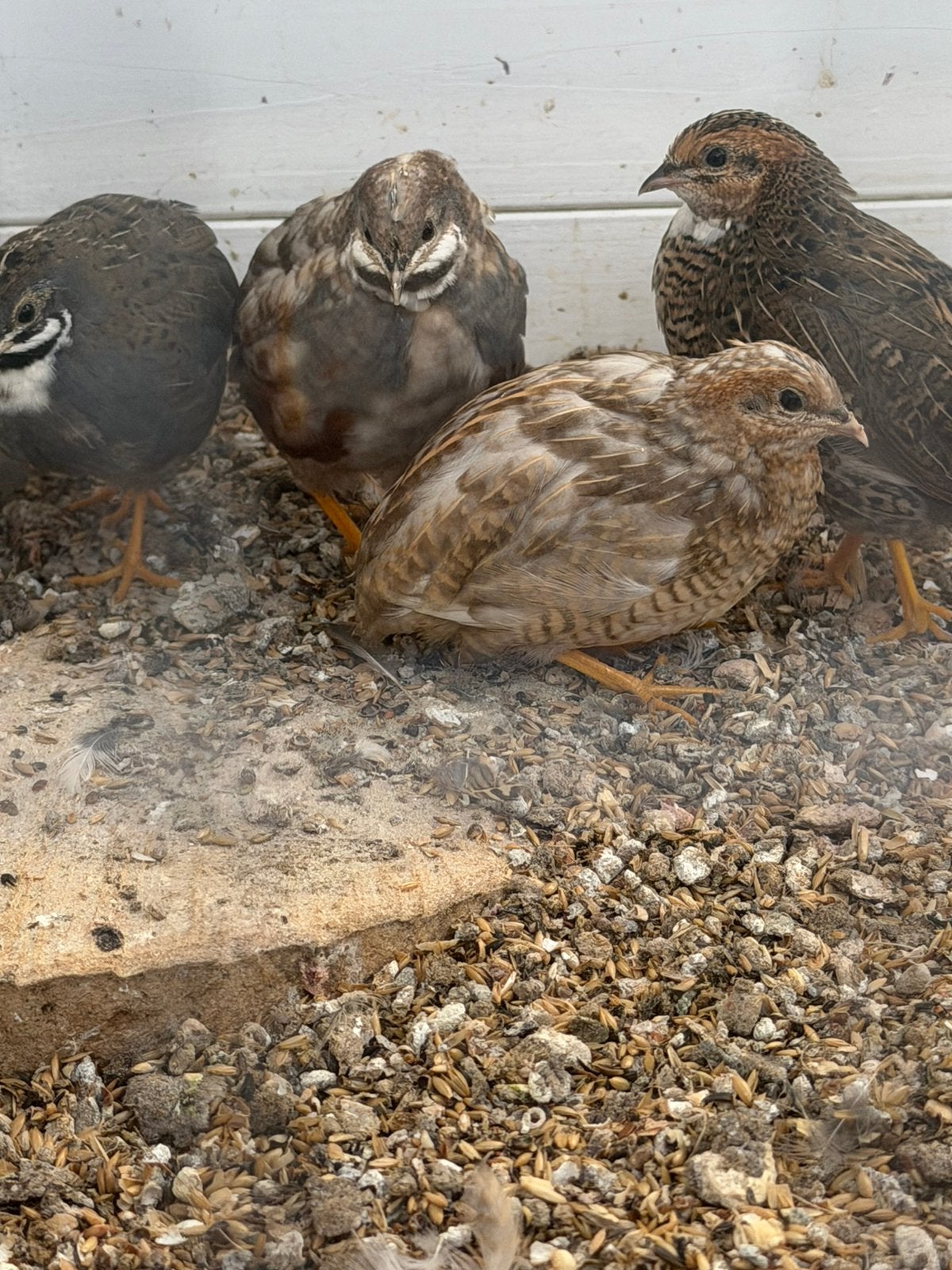 Chinese kwartels, Meerdere dieren