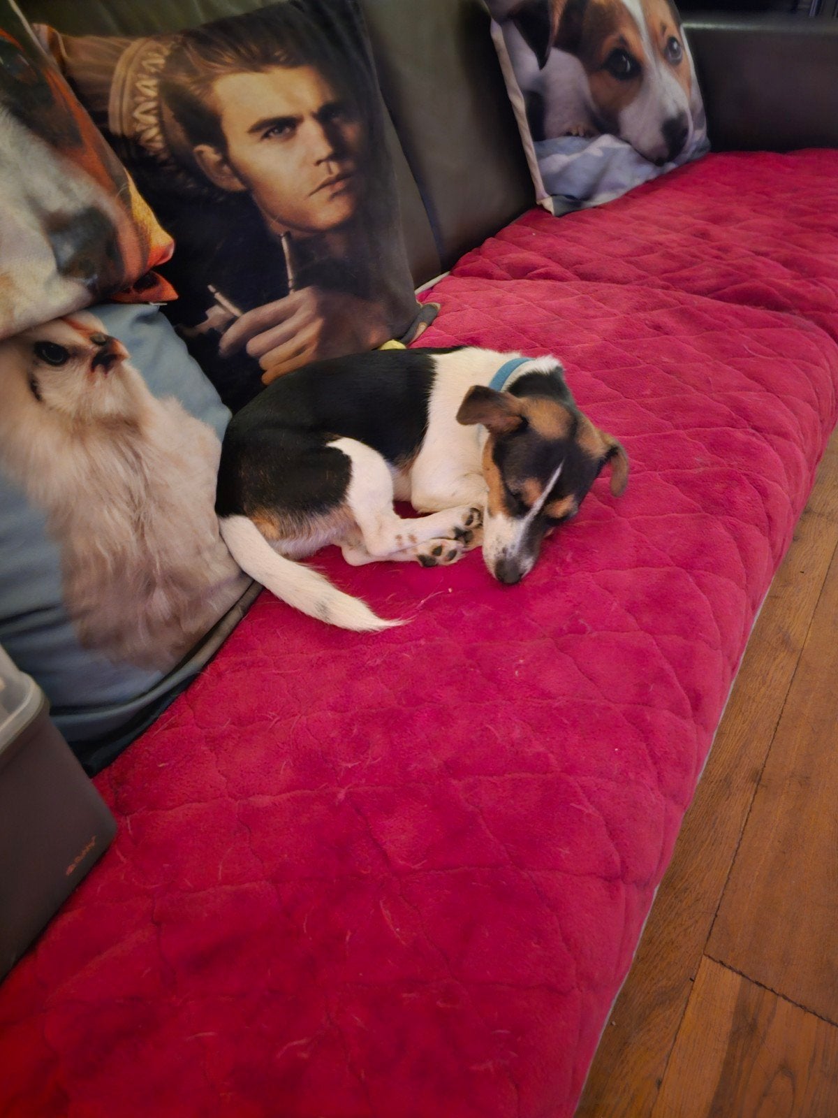 jong jack russel teefje, Dieren en Toebehoren, CDV (hondenziekte), Teef, Eén hond, Nederland