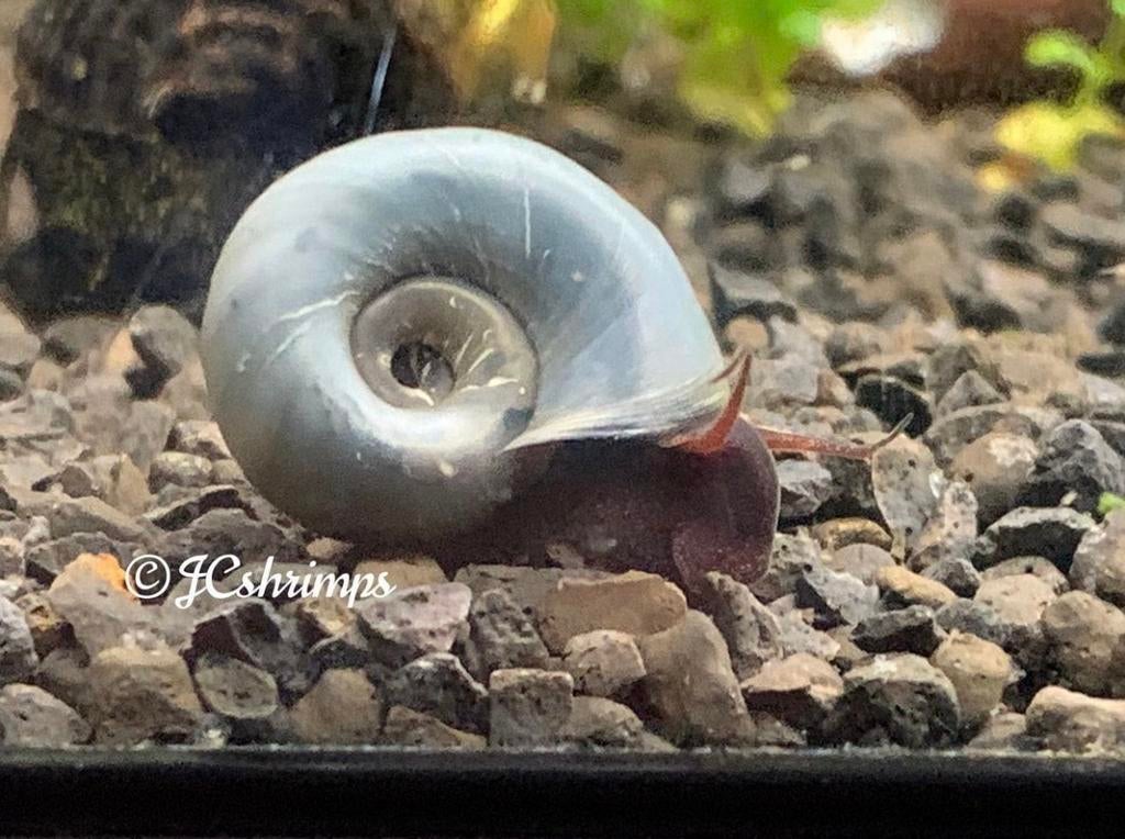 Posthoorn slak blauw | Ramshoorn slakken, Slak of Weekdier
