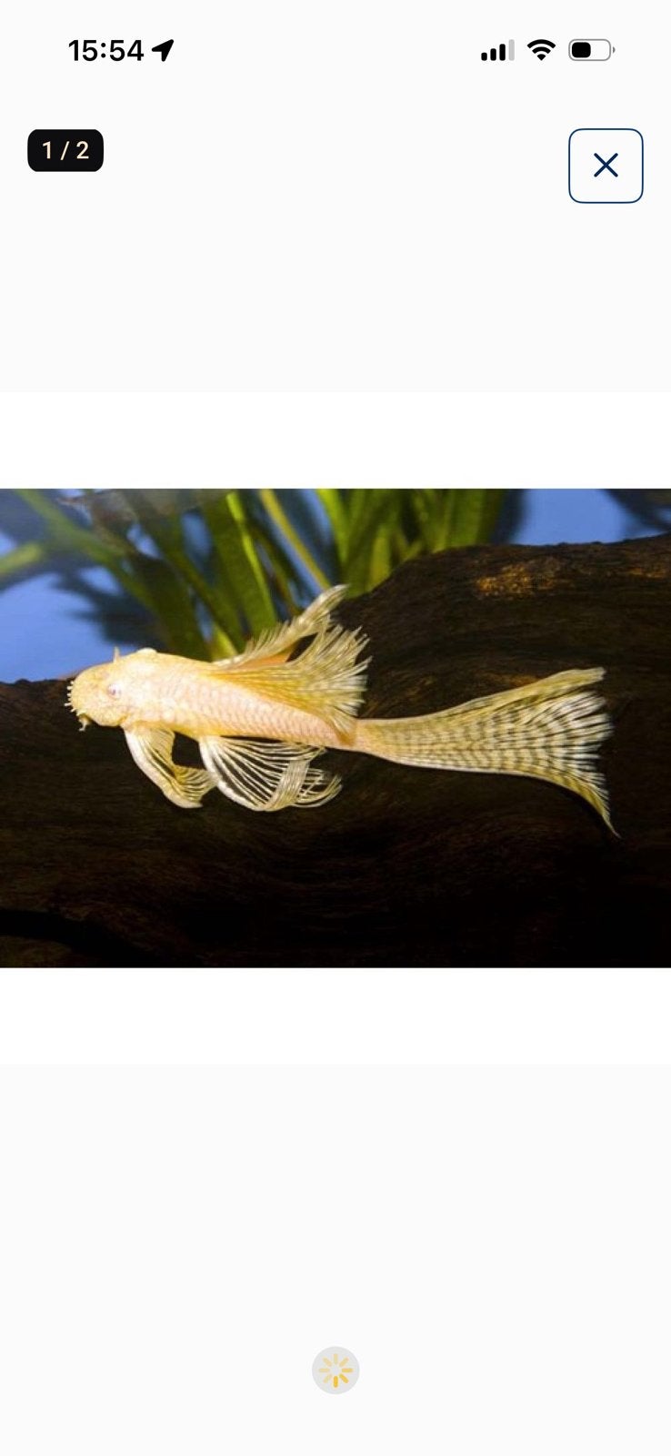 Prachtige Ancistrus Gold Longfin algeneters (3cm), Vis