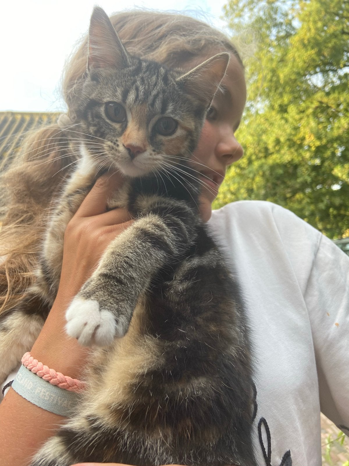 Kittens te koop!, Meerdere dieren, Kortharig, 0 tot 2 jaar