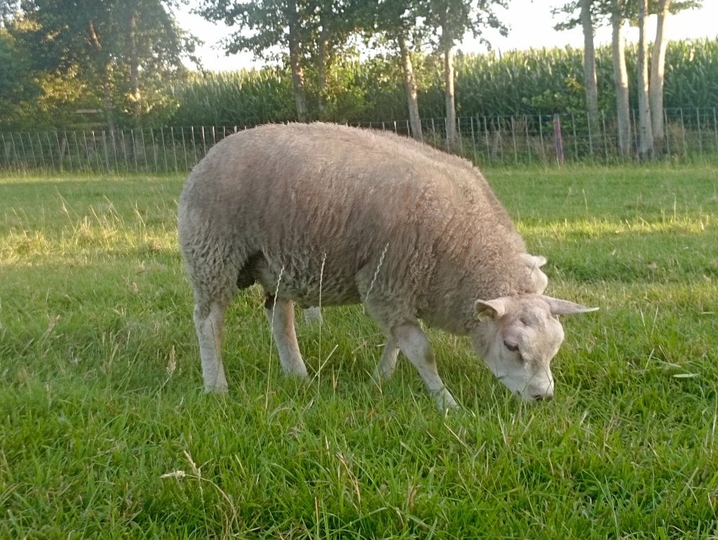 Stamboek Texelaar ram / dekram / fokram, Dieren en Toebehoren, Mannelijk, Schaap