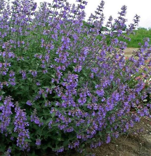 Tuinplanten - Nepeta - Kattenkruid - Bijen - Chemievrij, Overige soorten, Volle zon, Vaste plant, Ophalen of Verzenden