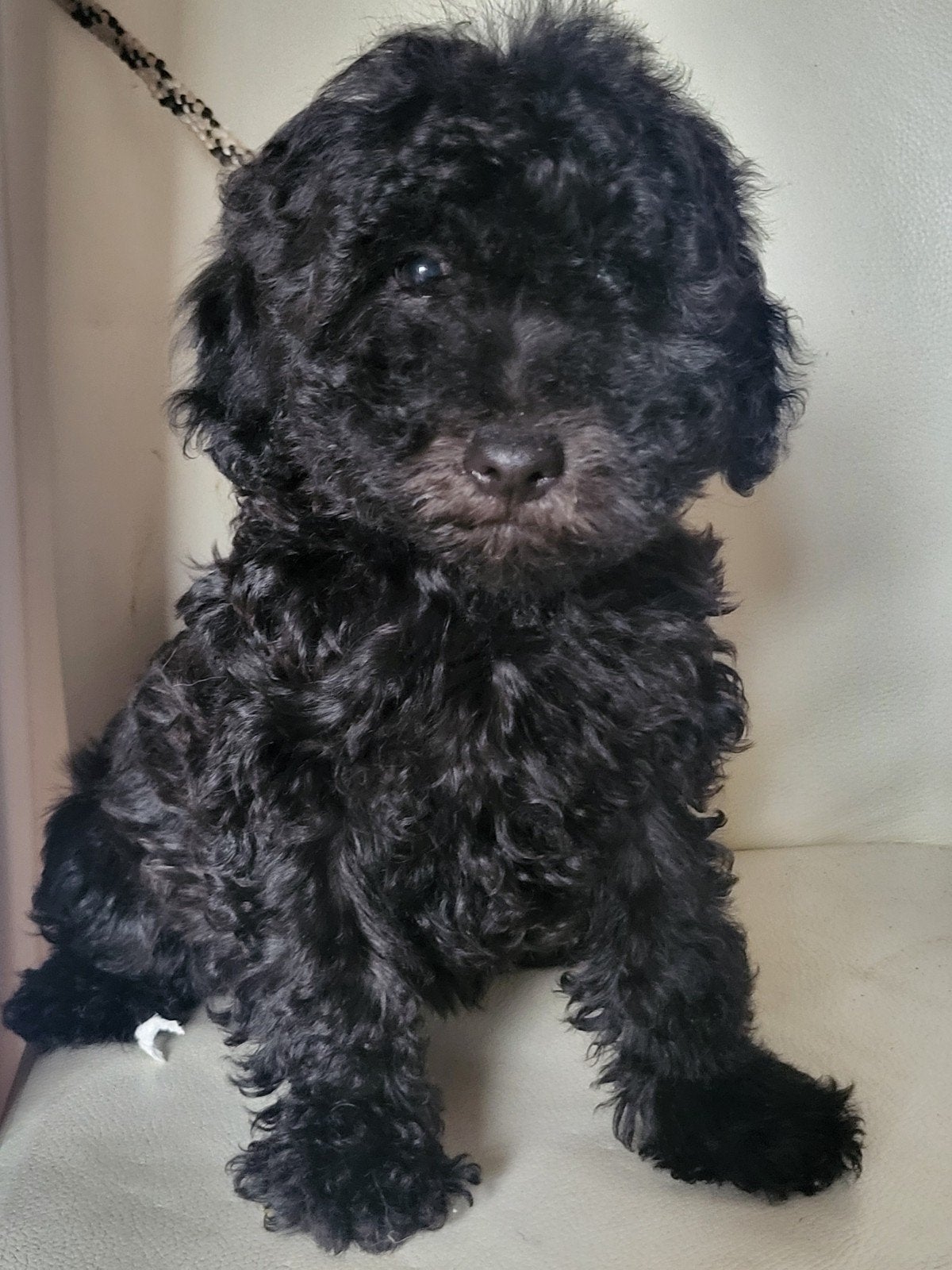 Doodle F2  zwart nog 2 pups beschikbaar, 8 tot 15 weken, Meerdere, Meerdere dieren, Middel