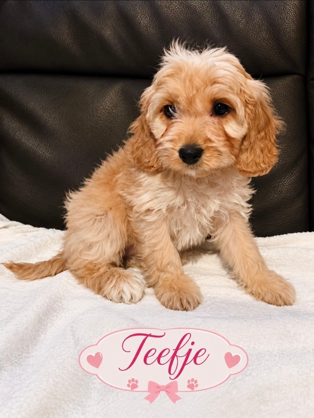 prachtige cockapoo f1, Dieren en Toebehoren, CDV (hondenziekte), 8 tot 15 weken, Meerdere, Meerdere dieren
