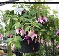 Gevraagd Fuchsia stekken Tamara Balyasnikova, Ophalen of Verzenden, Halfschaduw, Minder dan 100 cm