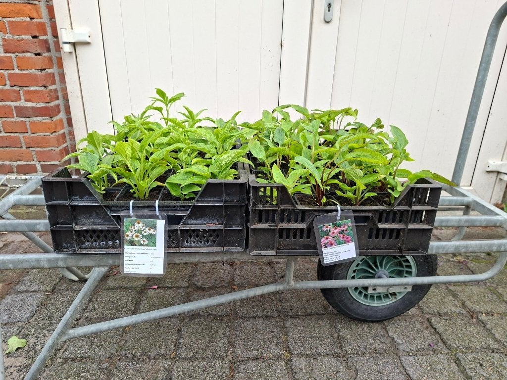 Mooie Echinacea purpurea (Zonnehoed) in pot!, Ophalen, Overige soorten, Volle zon