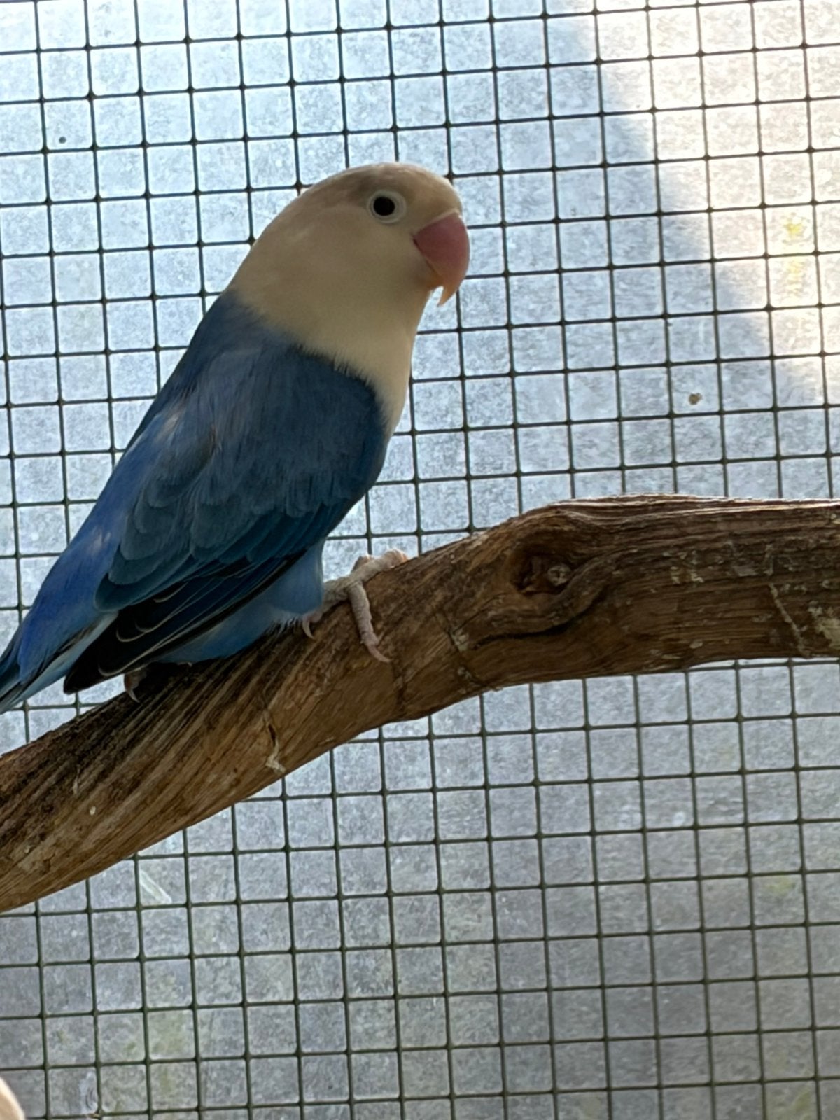 Broedrijpe pop, Dieren en Toebehoren, Vogels | Parkieten en Papegaaien, Vrouwelijk, Dwergpapegaai of Agapornis, Geringd