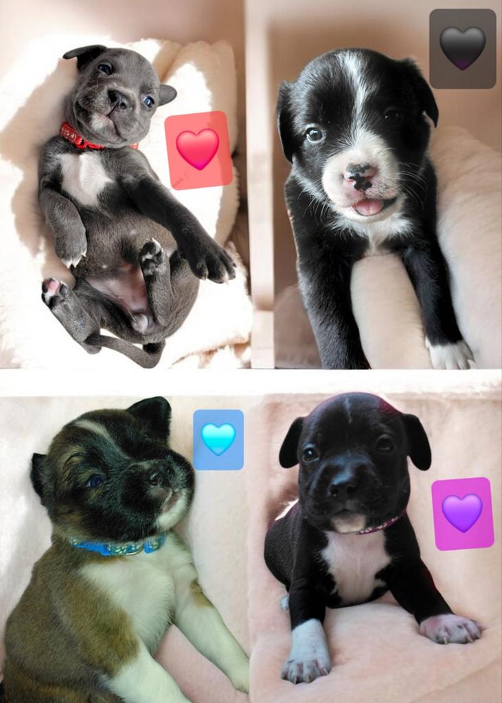 Mix Puppy's nog 4 beschikbaar, Parvo, 8 tot 15 weken, Meerdere, Meerdere dieren