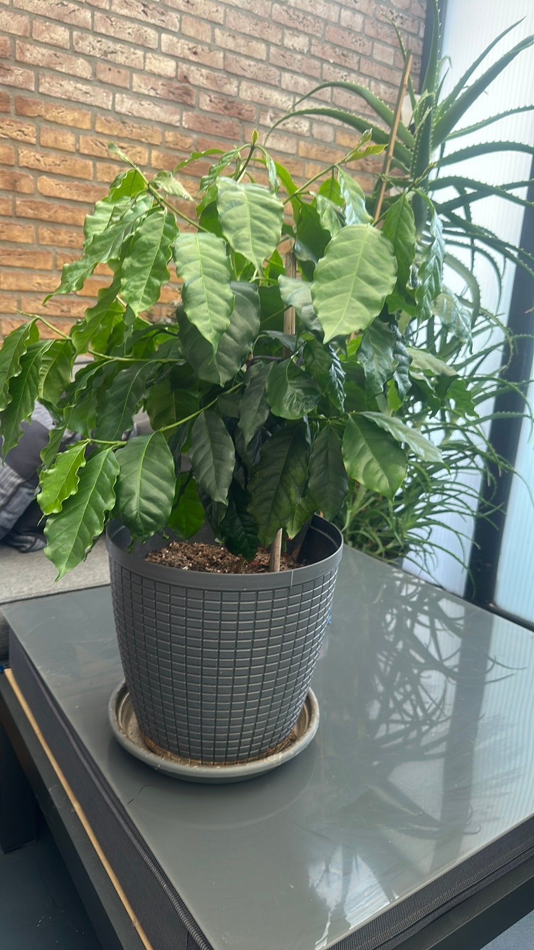 Koffe plant, Ophalen, Overige soorten, Volle zon