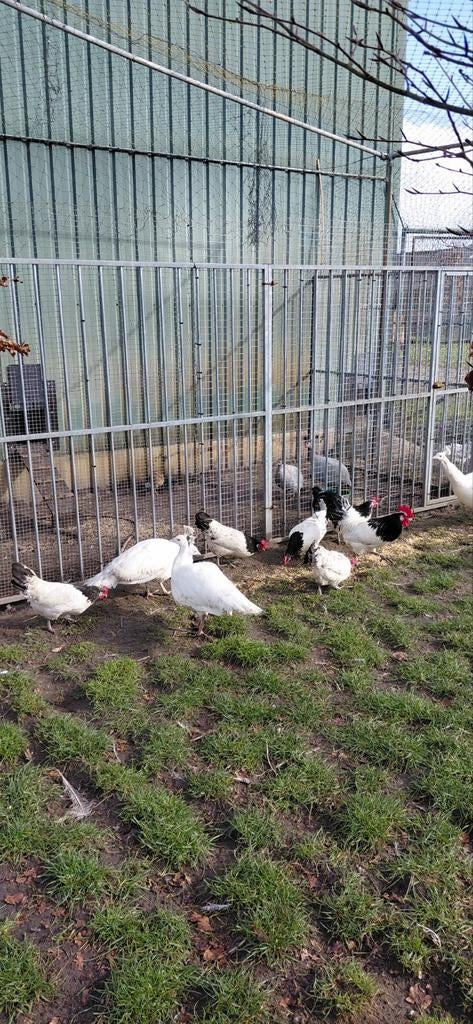 Te koop broedeieren van de witte en blauwe en zwartvleugel p, Dieren en Toebehoren, Geslacht onbekend, Overige soorten