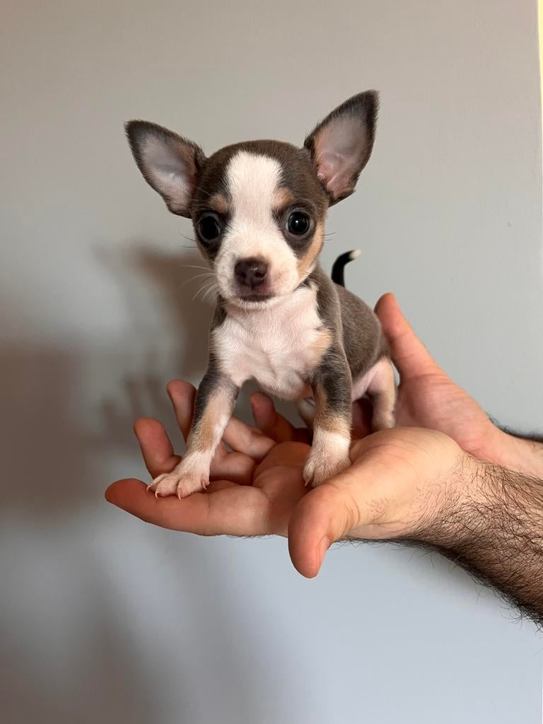 Lieve Chihuahua pups zoeken hun gouden mandje, Parvo, 8 tot 15 weken, Meerdere, Meerdere dieren